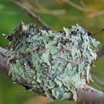 Hummingbird nest