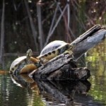 6221030-turtles-sunbathing-on-log-ding-darling-sanibel-florida