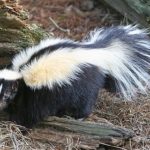 640px-Striped_Skunk