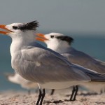 800px-Royal_Tern