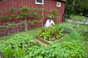 The vegetable garden at the height of its glory