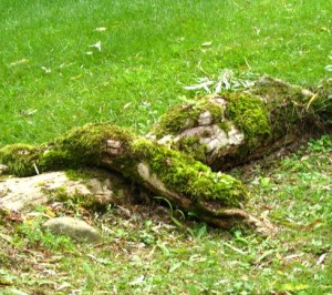 The moss-covered roots of the willow tree