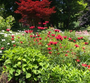 Red monarda in the sun garden