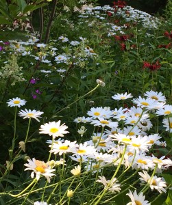 Shasta daisies