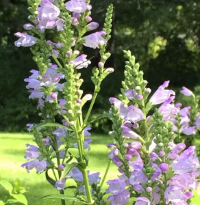 Obedient plant