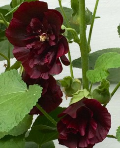 Black hollyhocks