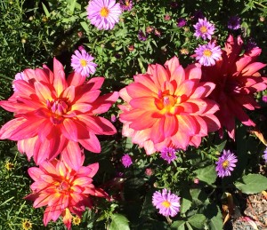 Dahlias and asters