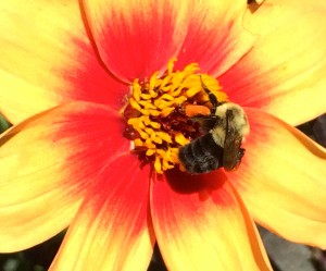 Dahlia with a happy visitor