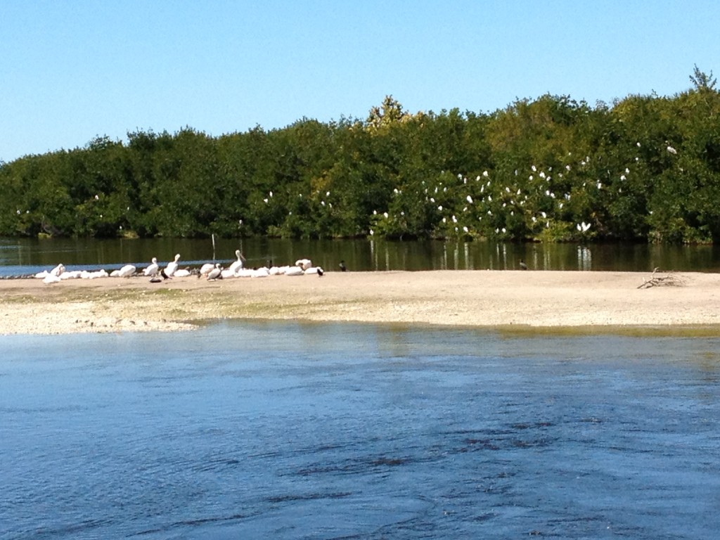 The  J. N. "Ding" Darling National Wildlife Refuge