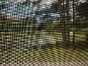 View of the lily pond through the screened window 