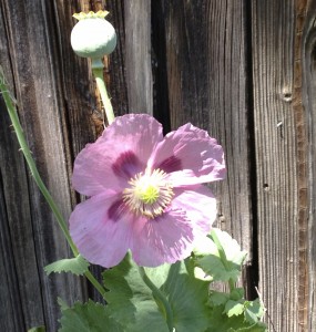 Poppy outside the Book Barn