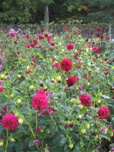 Dahlias in the cutting gardens of Château de Chenonceau, France