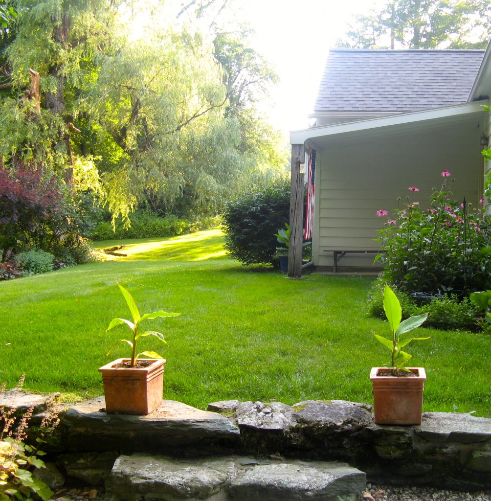 Potted cannas, early summer