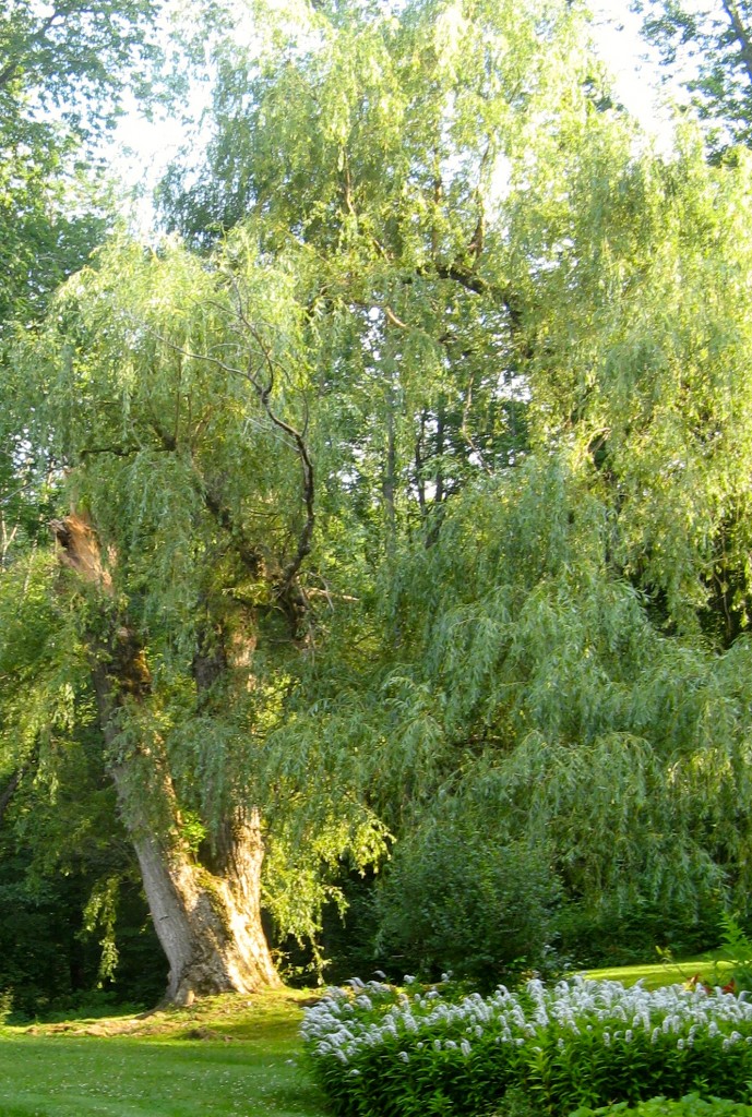 The willow before the storm