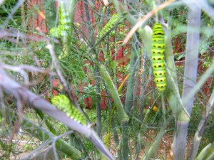 Eastern Black Swallowtail caterpillars on fennel bush