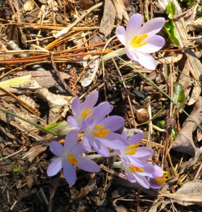 Crocuses in the garden at Steepletop