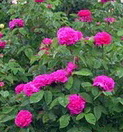 RoseDeRescht_2