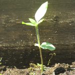 Sunflower seedling