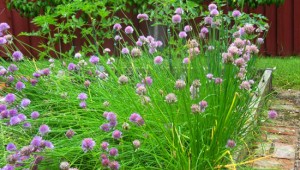 chives-garden-lrg