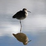 A willet on one leg