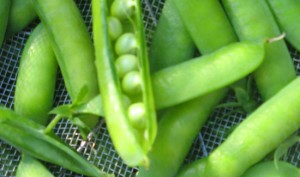 peas-strainer-lrg