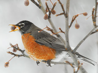 robin-in-winter-c-lee-fortier