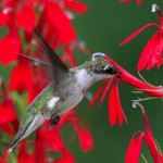 ruby_throated_hummingbird_2
