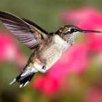 ruby_throated_hummingbird_3