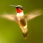 ruby_throated_hummingbird_9