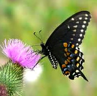 Eastern Black Swallowtail