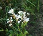 Arugula flowers