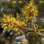 witch hazel