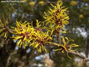 Witch hazel in flower